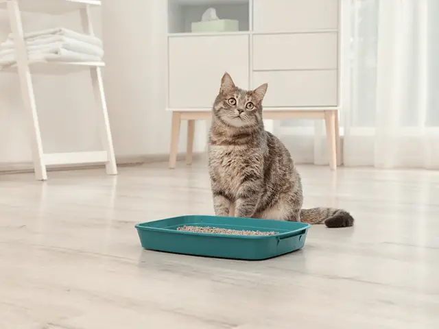 mačka pokraj kutije s pijeskom