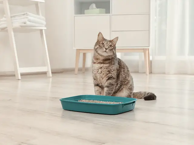 cat in the litter box