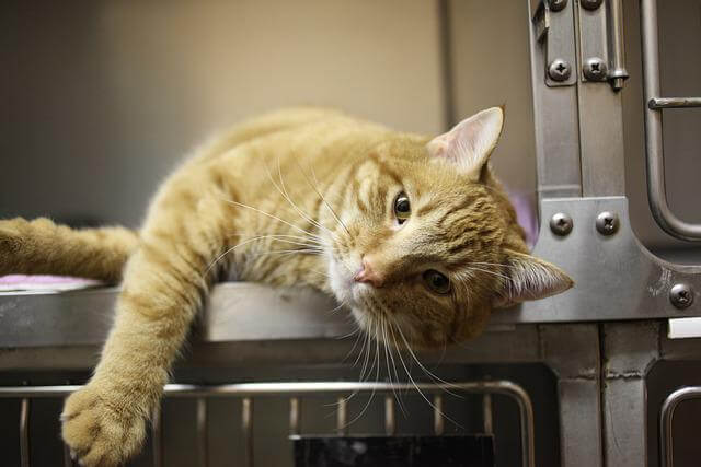 cat in vet office