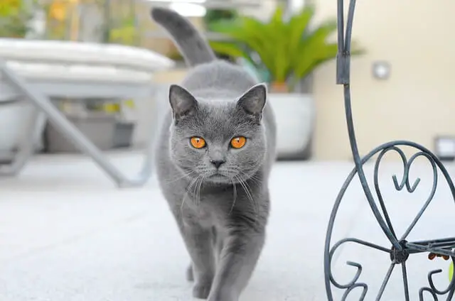 siva mačka