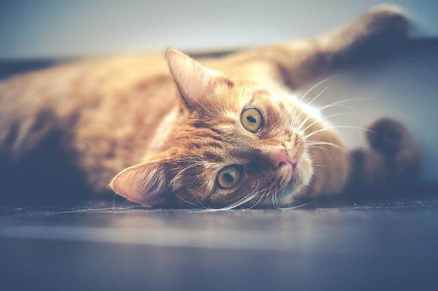 cat laying