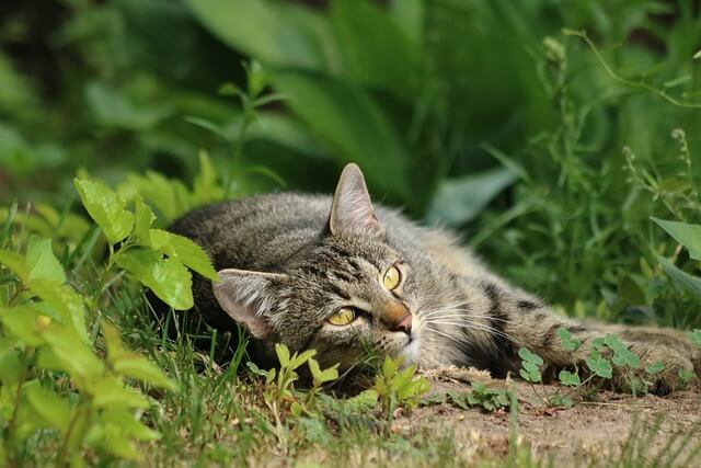 cat laying