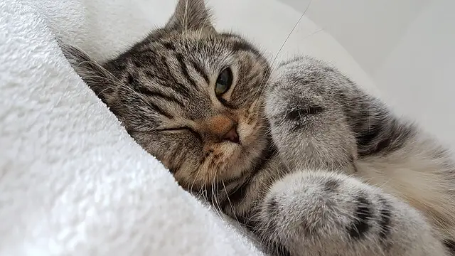 cat laying on cat bed