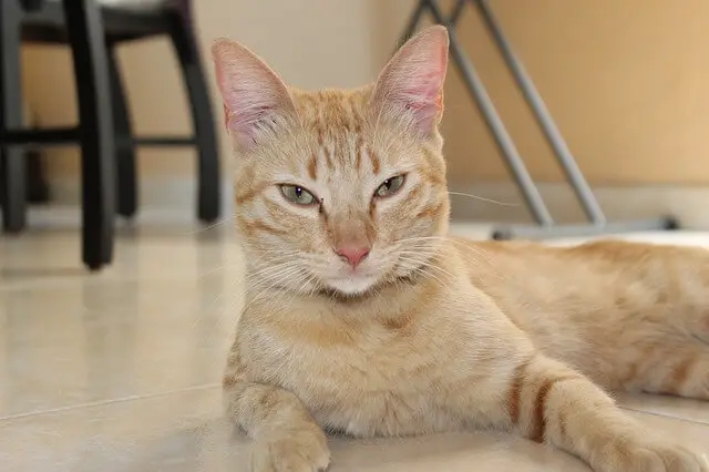 cat laying on the floor