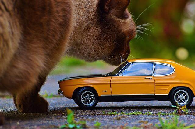 cat licking a car