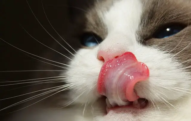 cat licking face
