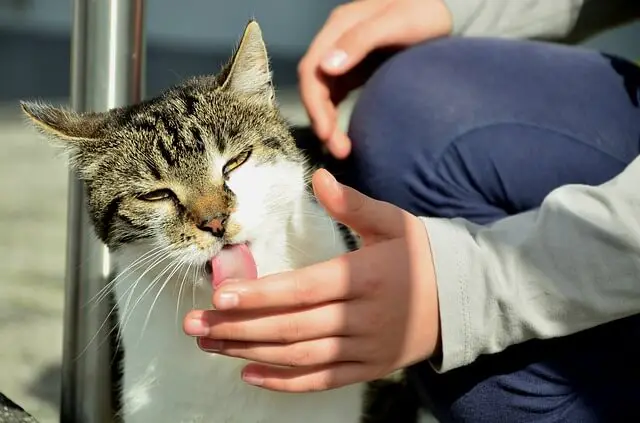 cat licking owner hand
