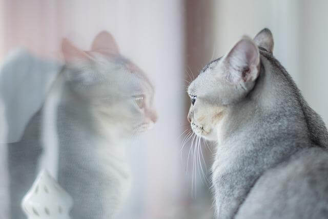 mačka gleda kroz prozor