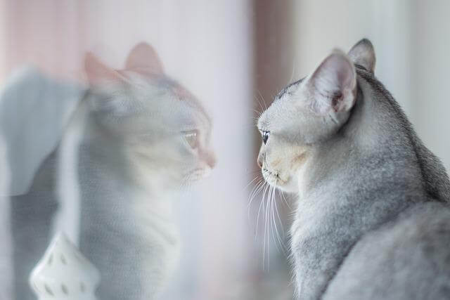 cat looking through a window