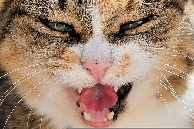 cat mouth