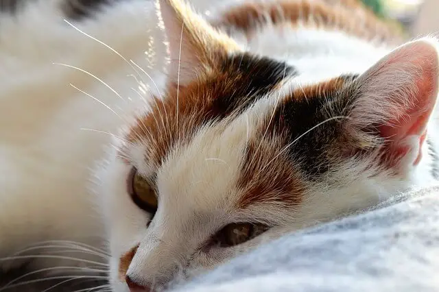 Want to know if your cat is in pain? Israeli researchers can tell you how