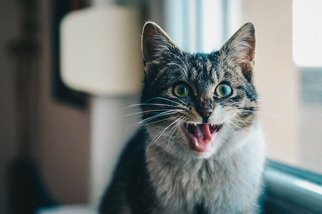 cat near window