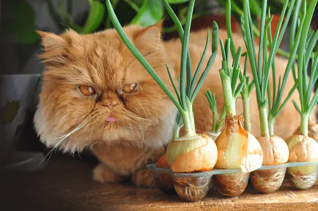 cat next to onions