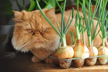 Are onions outlet toxic to cats