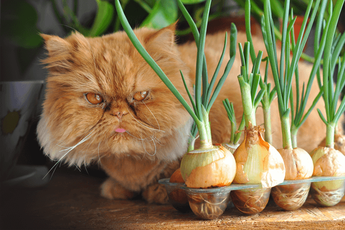 are onions toxic to cats and dogs