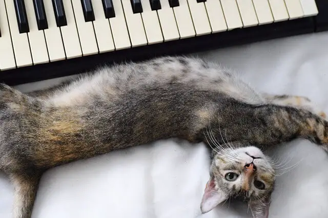 cat next to piano
