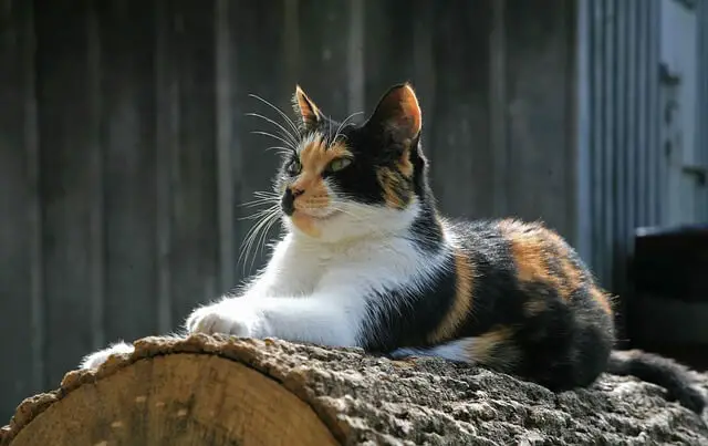 cat on a log