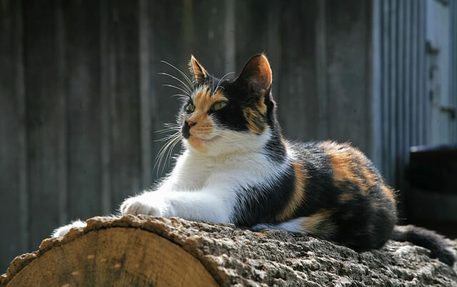 cat on a log