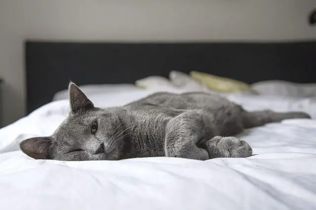 mačka na krevetu