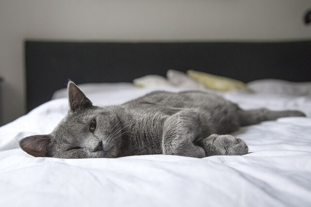 cat on bed