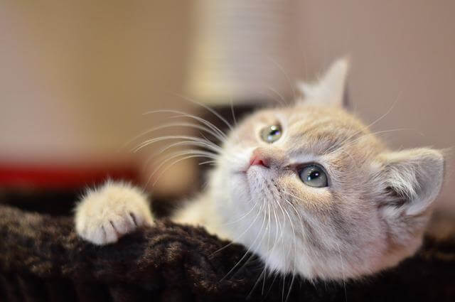 cat on blanket