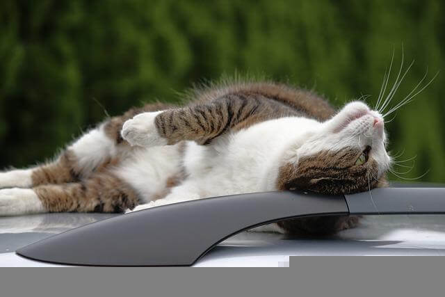 mačka na autu