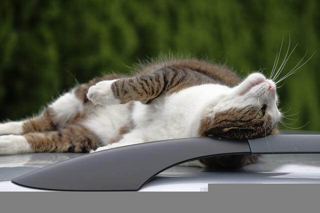 cat on car