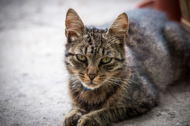 cat on carpet