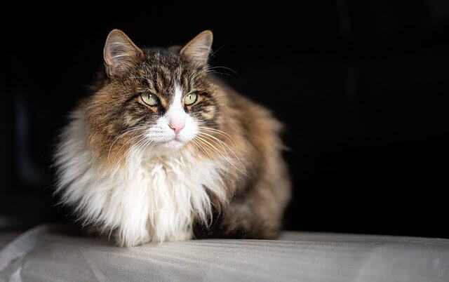 cat on couch