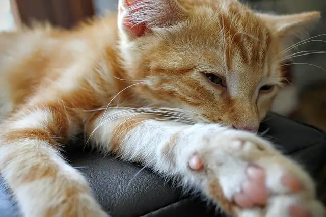 cat on couch