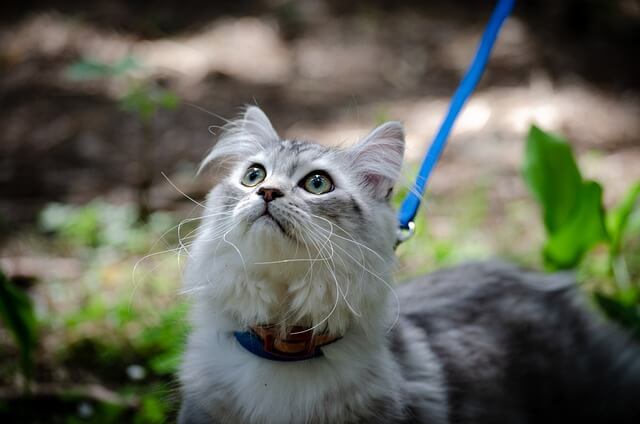 cat on leash outside