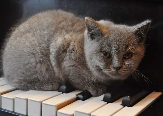 cat on piano