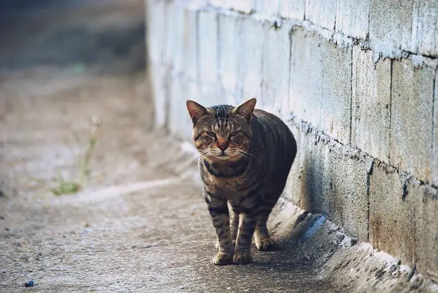 cat on street