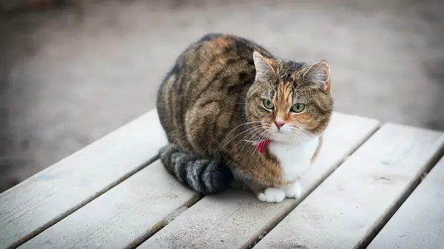 cat on table purring