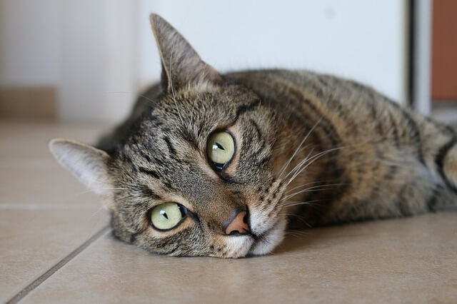 cat on the floor looking back