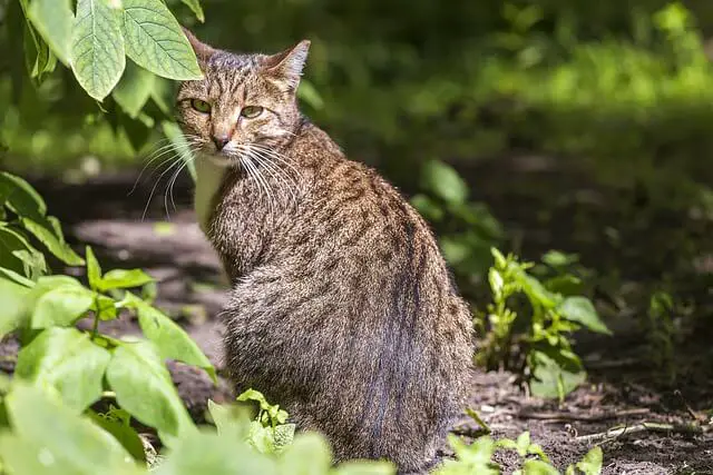 cat outside