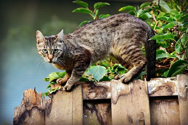 cat outside on fence