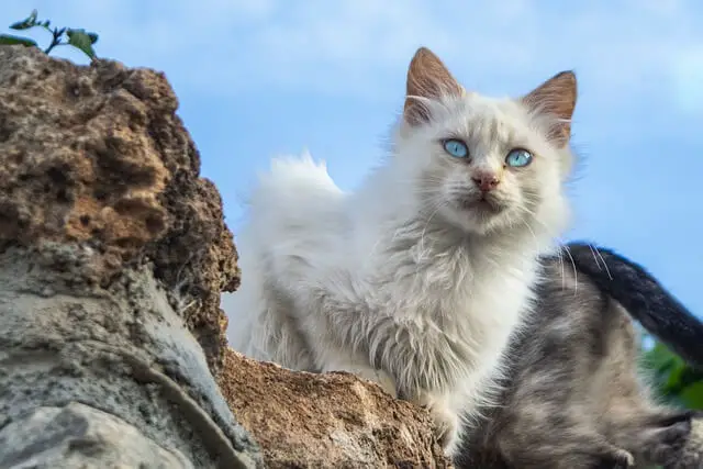 cat outside on rocks