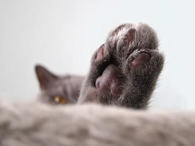 cat paw