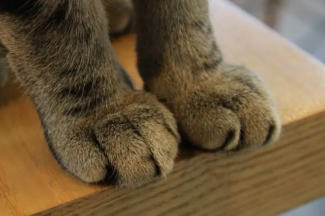 cat paws