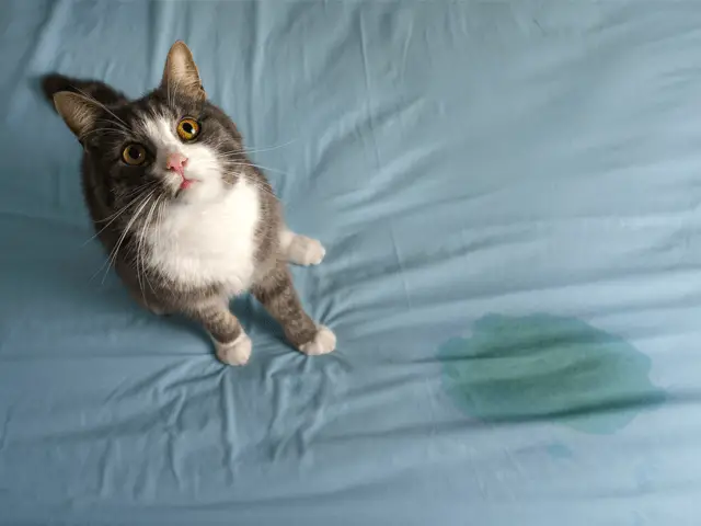 cat pee on bed