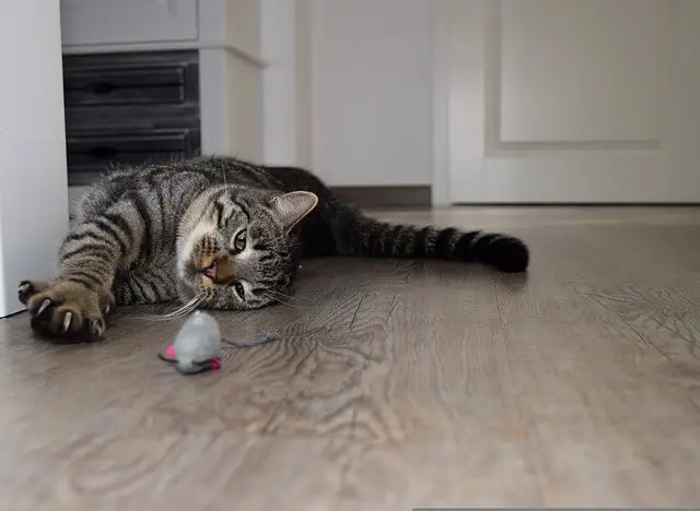 mačka gura igračku