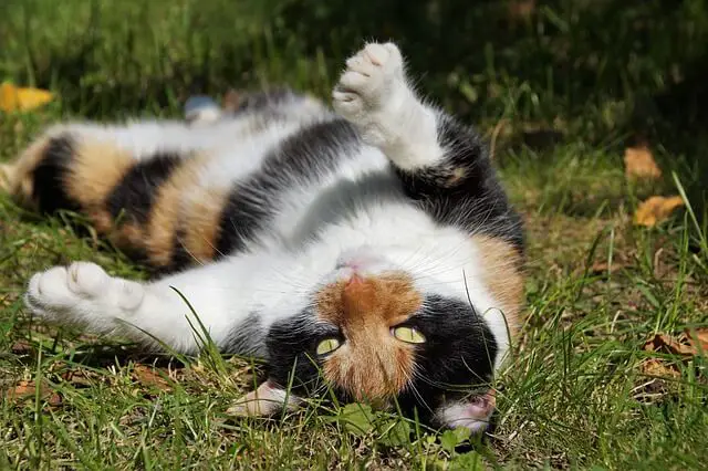 cat rolling on back