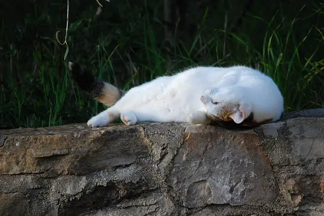 cat rolling on back