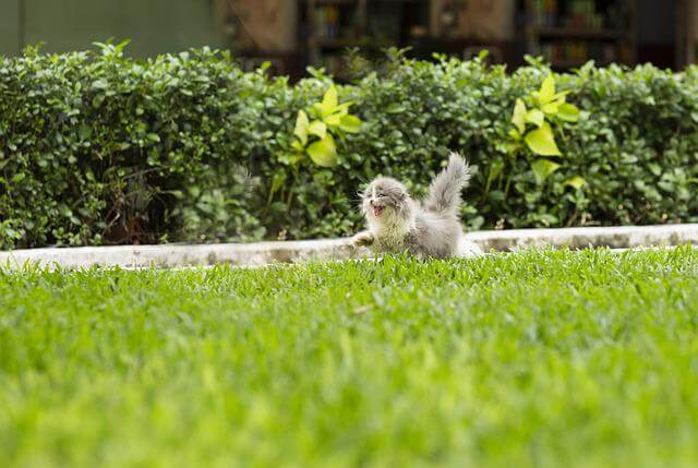 cat running