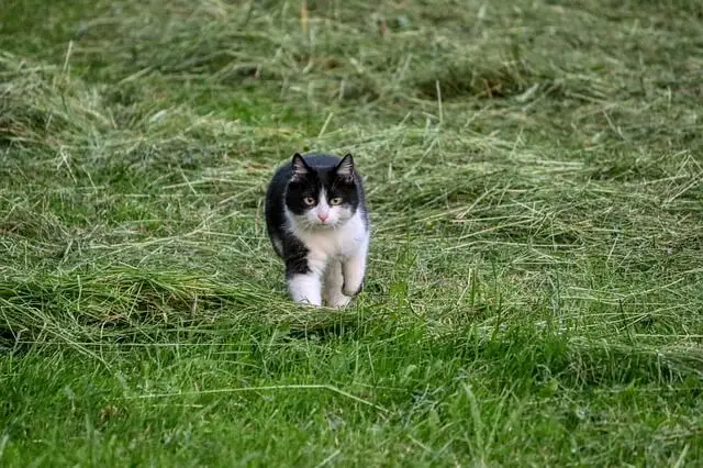 cat running across yard