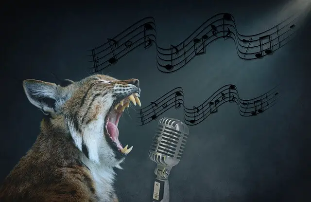 mačka pjeva