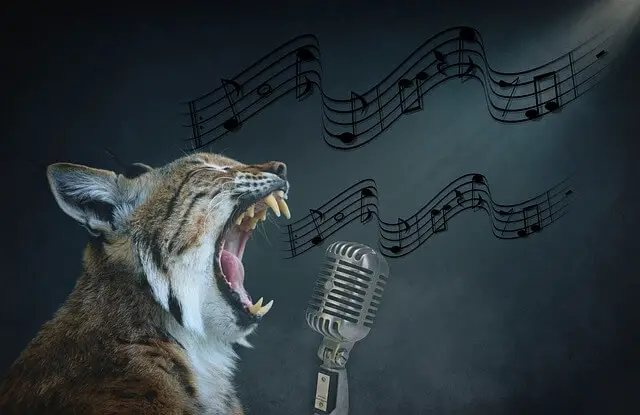 cat singing