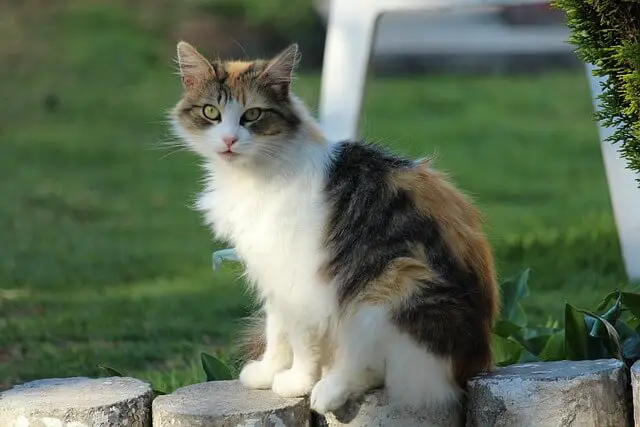 cat sitting outside