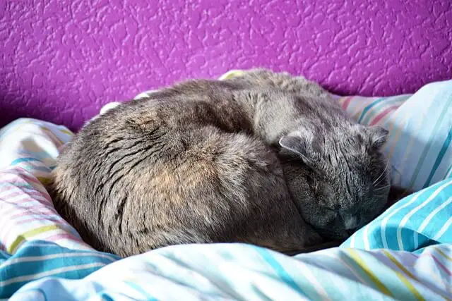 cat sleeping